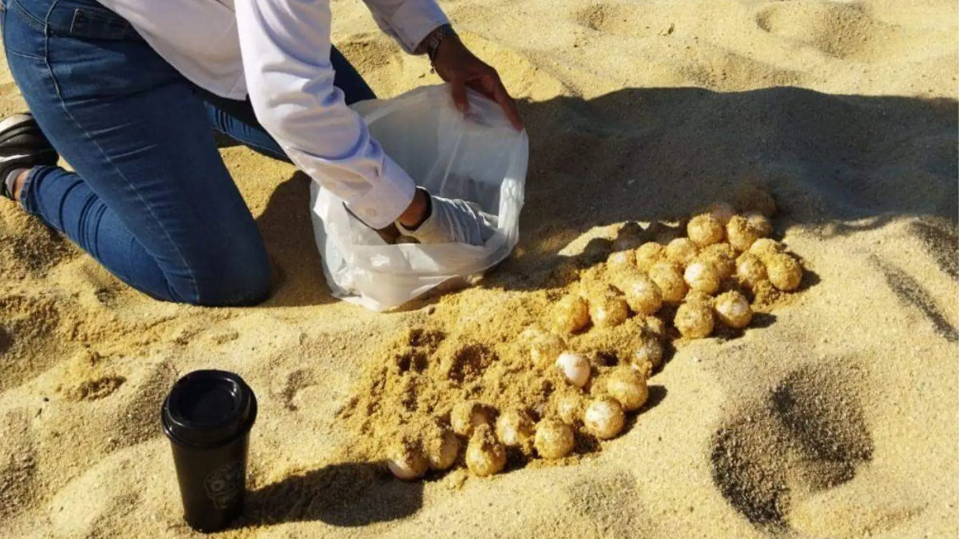 nido de tortugas marinas en el medano